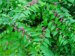 �ނ炳��������